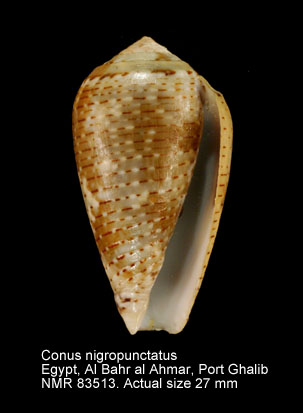 Conus nigropunctatus (2).jpg - Conus nigropunctatus G.B.Sowerby,1858
